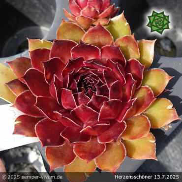 Sempervivum 'Herzensschöner'