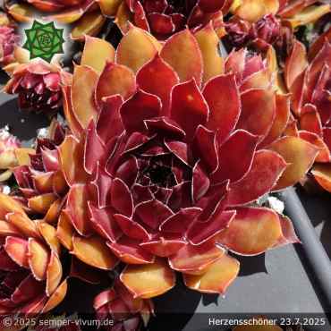 Sempervivum 'Herzensschöner'
