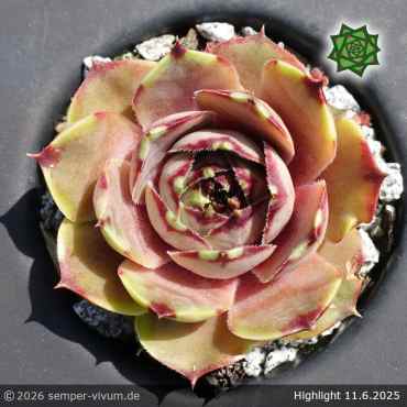 Preview: Sempervivum 'Highlight'
