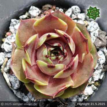 Sempervivum 'Highlight'