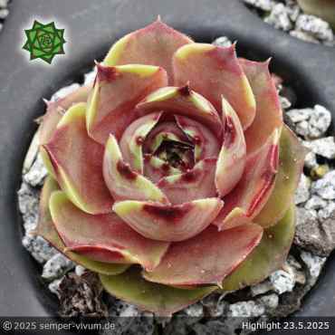 Preview: Sempervivum 'Highlight'