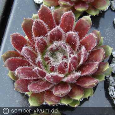 aufgenommen am 2.5.2012