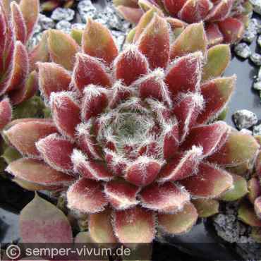 Preview: aufgenommen am 20.5.2012