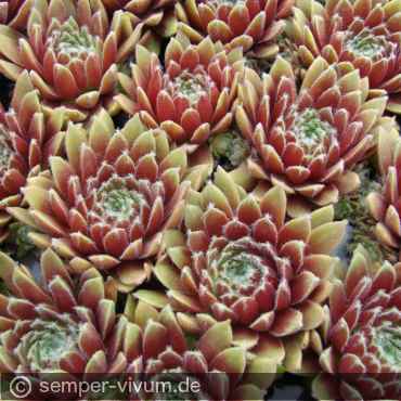 Preview: aufgenommen am 22.6.2012