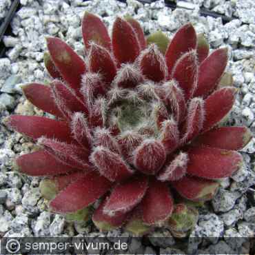 aufgenommen am 29.5.2010