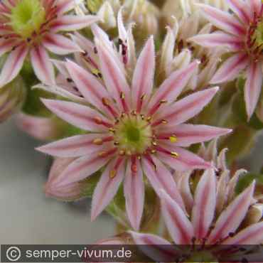 Preview: Blüte, aufgenommen am 5.7.2012