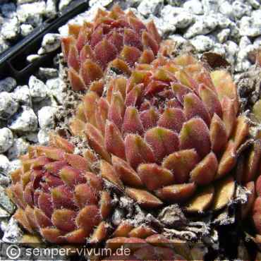 aufgenommen am 8.4.2011