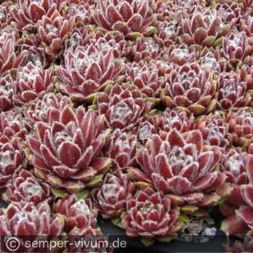 aufgenommen am 9.5.2014