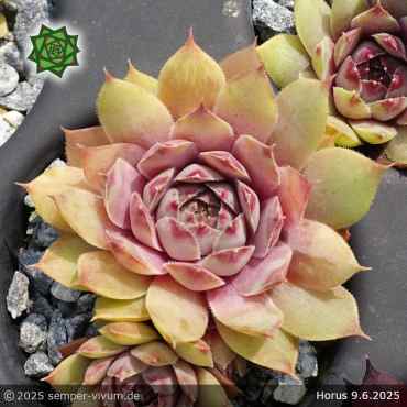 Sempervivum 'Horus'