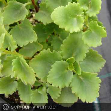 Hylotelephium populifolium 'Humpty Dumpty' (syn. Sedum populifolium)