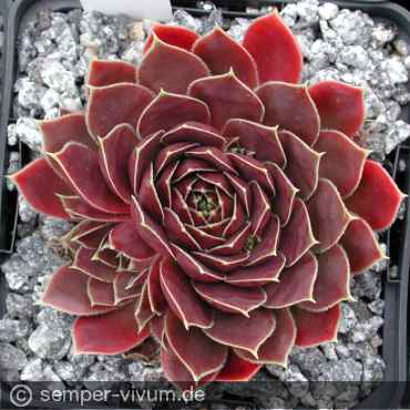 aufgenommen am 10.7.2004