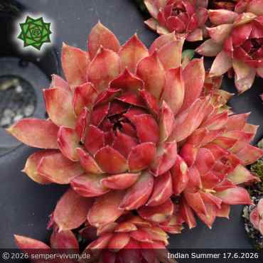 Sempervivum 'Indian Summer'