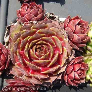 aufgenommen am 1.5.2017