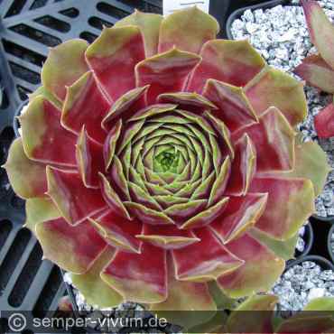 Preview: aufgenommen am 23.6.2010