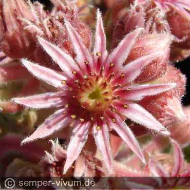 Preview: Blüte, aufgenommen am 3.7.2018