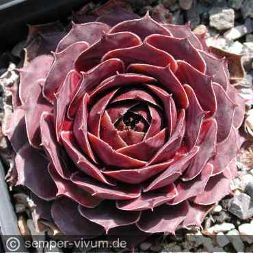 aufgenommen Ende März 2003