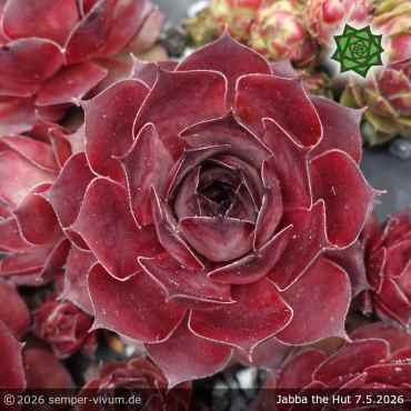 Preview: Sempervivum 'Jabba the Hutt'