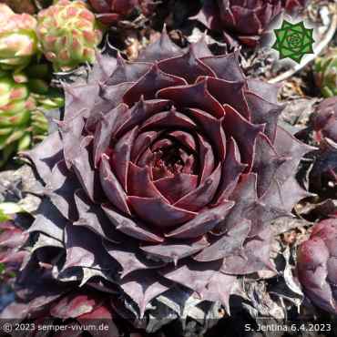 Sempervivum 'Jentina'