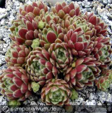 Preview: aufgenommen am 11.6.2011