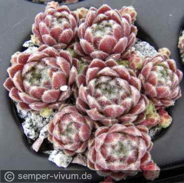 aufgenommen am 14.5.2014