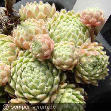 aufgenommen am 14.8.2013