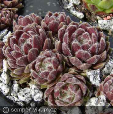 Preview: aufgenommen am 21.4.2012