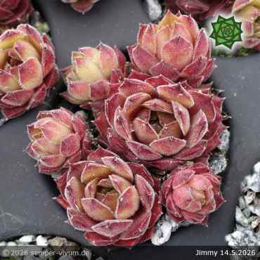 Preview: Sempervivum 'Jimmy'