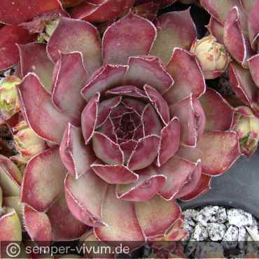 Preview: aufgenommen am 26.5.2014