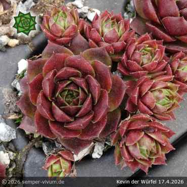 Preview: Sempervivum 'Kevin der Würfel'