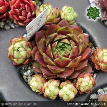 Preview: Sempervivum 'Kevin der Würfel'