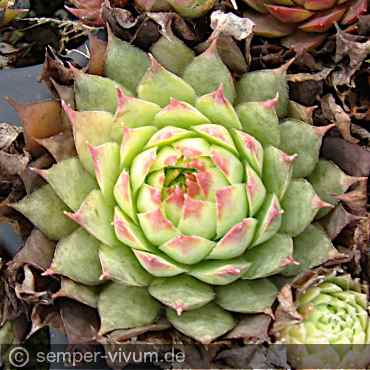 Preview: aufgenommen am 23.10.2016