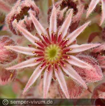 Preview: Blüte, aufgenommen am 27.6.2012