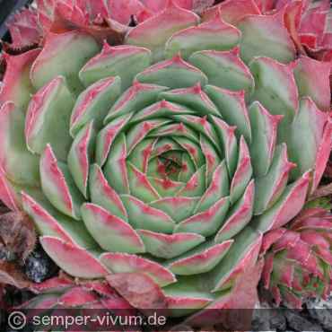 Preview: aufgenommen am 28.9.2003