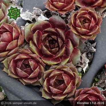 Preview: Sempervivum 'Klondike'