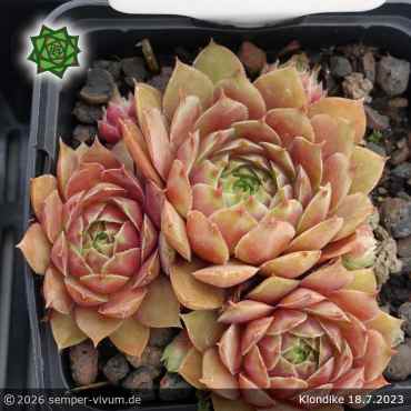 Sempervivum 'Klondike'