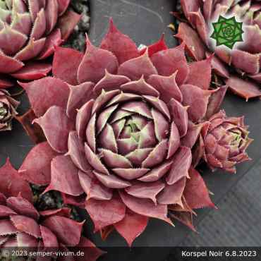 Sempervivum 'Korspel Noir'