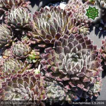 Preview: Sempervivum 'Kuschelmaus'