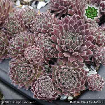 Preview: Sempervivum 'Kuschelmaus'
