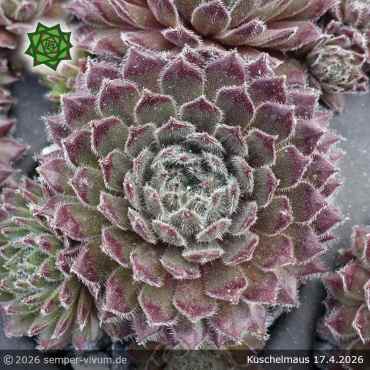Preview: Sempervivum 'Kuschelmaus'