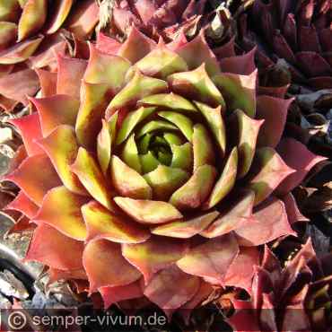 aufgenommen am 27.10.2015