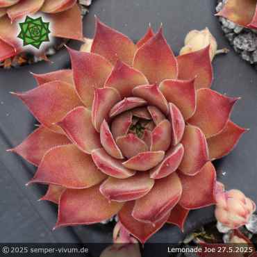 Sempervivum 'Lemonade Joe'