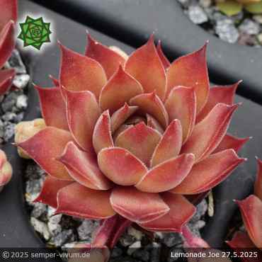Preview: Sempervivum 'Lemonade Joe'