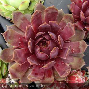 aufgenommen am 13.5.2017