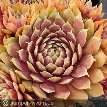 Preview: aufgenommen am 14.7.2017