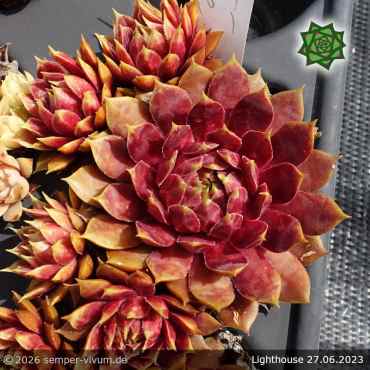 Sempervivum 'Lighthouse'