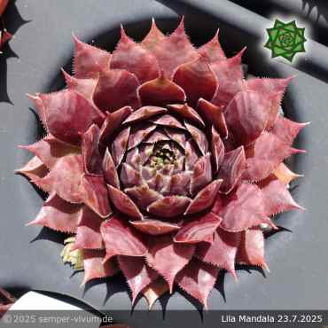 Sempervivum 'Lila Mandala'