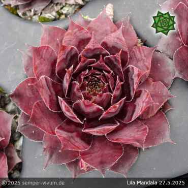 Sempervivum 'Lila Mandala'