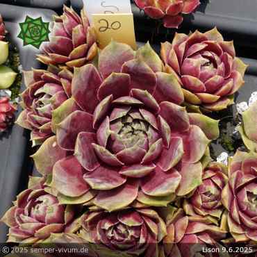 Sempervivum 'Lison'