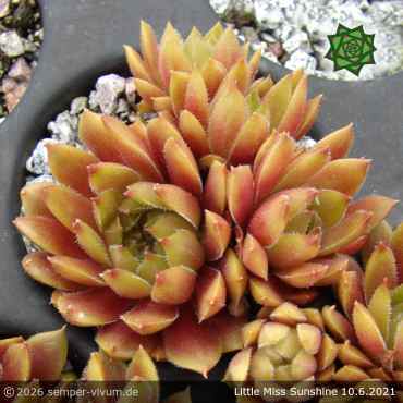 Sempervivum 'Little Miss Sunshine'