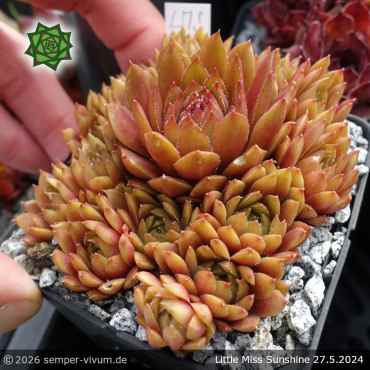 Preview: Sempervivum 'Little Miss Sunshine'